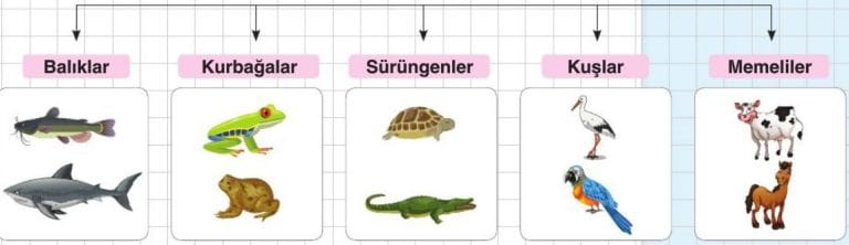 Omurgal Ve Omurgas Z Hayvanlar Zellikleri S N F Fen Bilimleri