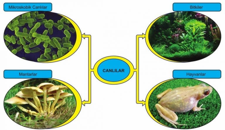 Canlıları Tanıyalım 5 Sınıf Fen Bilimleri Konu Anlatımı