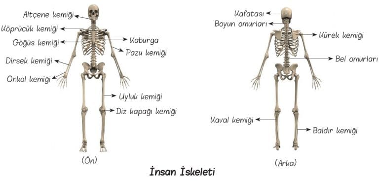 6 Sınıf Destek ve Hareket Sistemi İskelet Kemik ve Doku Konu