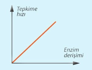 Enzimler Konu Anlatimi 9 Sinif Biyoloji Tyt