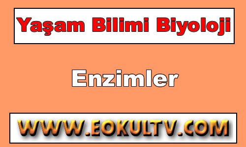 Enzimler 9. Sınıf Biyoloji içeriğine ait görsel