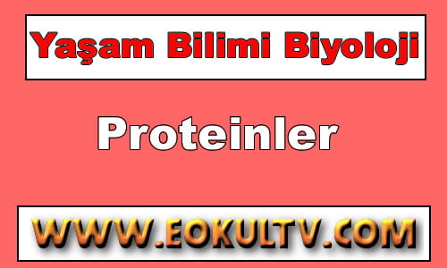 Proteinler 9.Sınıf Biyoloji içeriğine ait görsel