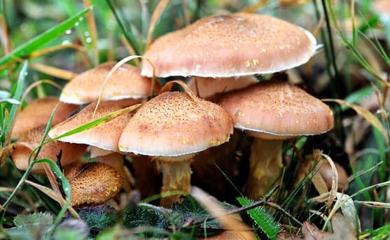 Mantarlar Özellikleri, Mantar Çeşitleri 5. Sınıf Fen içeriğine ait görsel