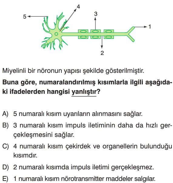 Sinir Sistemi Test Çöz 11 Sınıf Biyoloji Testleri 3279