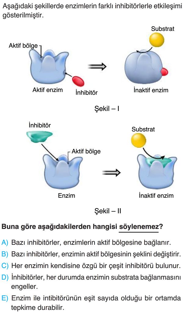 Enzimler Test Çöz 9. Sınıf Biyoloji Yeni Nesil Sorular