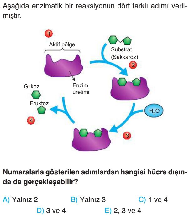 Enzimler Test Çöz 9. Sınıf Biyoloji Yeni Nesil Sorular